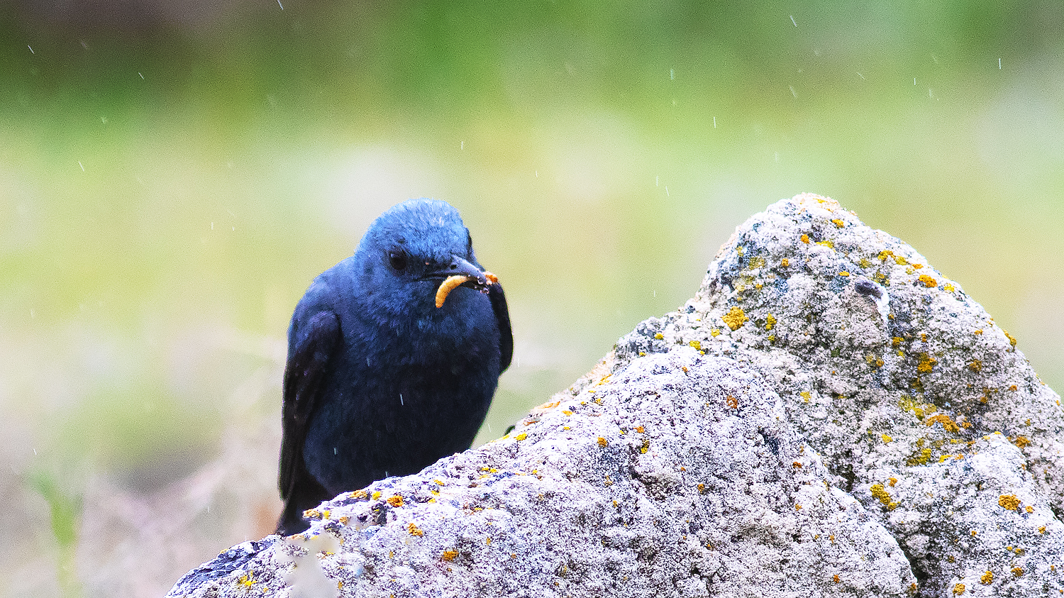 Blue Rock-Thrush